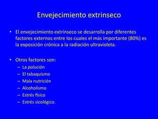 Envejecimiento extrinseco
• El envejecimiento extrínseco se desarrolla por diferentes
factores externos entre los cuales el más importante (80%) es
la exposición crónica a la radiación ultravioleta.
• Otros factores son:
– La polución
– El tabaquismo
– Mala nutrición
– Alcoholismo
– Estrés físico
– Estrés sicológico.
 