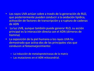 • Los rayos UVA actúan sobre a través de la generación de RLO,
que posteriormente pueden conducir a la oxidación lipídica,
activación de factores de transcripción y a ruptura de cadenas
de ADN
• La luz UVB, aunque también puede generar RLO, su acción
principal es la interacción directa con el ADN (dimeros de
tiamina)
• La exposición de la piel humana a los rayos UVA ha
demostrado que activa dos de las principales vías que
conducen al fotoenvejecimiento:
– La inducción de metaloproteinasas de la matriz
– Las mutaciones en el ADN mitocondrial.
 