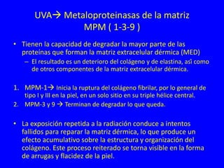 UVA Metaloproteinasas de la matriz
MPM ( 1-3-9 )
• Tienen la capacidad de degradar la mayor parte de las
proteínas que forman la matriz extracelular dérmica (MED)
– El resultado es un deterioro del colágeno y de elastina, así como
de otros componentes de la matriz extracelular dérmica.
1. MPM-1 Inicia la ruptura del colágeno fibrilar, por lo general de
tipo I y III en la piel, en un solo sitio en su triple hélice central.
2. MPM-3 y 9  Terminan de degradar lo que queda.
• La exposición repetida a la radiación conduce a intentos
fallidos para reparar la matriz dérmica, lo que produce un
efecto acumulativo sobre la estructura y organización del
colágeno. Este proceso reiterado se torna visible en la forma
de arrugas y flacidez de la piel.
 
