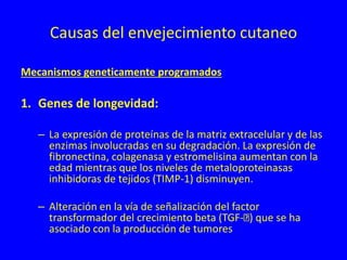 Causas del envejecimiento cutaneo
Mecanismos geneticamente programados
1. Genes de longevidad:
– La expresión de proteínas de la matriz extracelular y de las
enzimas involucradas en su degradación. La expresión de
fibronectina, colagenasa y estromelisina aumentan con la
edad mientras que los niveles de metaloproteinasas
inhibidoras de tejidos (TIMP-1) disminuyen.
– Alteración en la vía de señalización del factor
transformador del crecimiento beta (TGF- ) que se ha
asociado con la producción de tumores
 