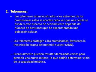 2. Telomeros:
– Los telómeros estan localizados a los extremos de los
cromosomas estos se acortan cada vez que una célula se
divide y este proceso de acortamiento depende del
número de divisiones que ha experimentado una
población celular.
– Los telómeros protegen a los cromosomas, favorecen la
trascripción exacta del material nuclear (ADN).
– Eventualmente pueden resultar demasiado cortos para
permitir una nueva mitosis, lo que podría determinar el fin
de la capacidad mitótica.
 