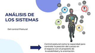 ANÁLISIS DE
LOS SISTEMAS
Del control Postural
Control postural como la capacidad para
controlar la posición del cuerpo en
el espacio con el propósito de
la estabilidad y la orientación.
 