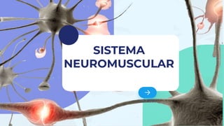 SISTEMA
NEUROMUSCULAR
 