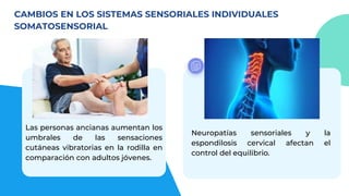 Las personas ancianas aumentan los
umbrales de las sensaciones
cutáneas vibratorias en la rodilla en
comparación con adultos jóvenes.
CAMBIOS EN LOS SISTEMAS SENSORIALES INDIVIDUALES
SOMATOSENSORIAL
Neuropatías sensoriales y la
espondilosis cervical afectan el
control del equilibrio.
 
