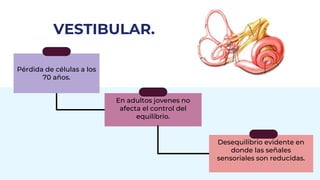 Pérdida de células a los
70 años.
VESTIBULAR.
En adultos jovenes no
afecta el control del
equilibrio.
Desequilibrio evidente en
donde las señales
sensoriales son reducidas.
 