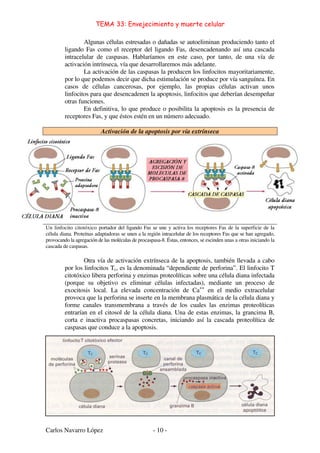 TEMA 33: Envejecimiento y muerte celular
Carlos Navarro López - 10 -
Algunas células estresadas o dañadas se autoeliminan produciendo tanto el
ligando Fas como el receptor del ligando Fas, desencadenando así una cascada
intracelular de caspasas. Hablaríamos en este caso, por tanto, de una vía de
activación intrínseca, vía que desarrollaremos más adelante.
La activación de las caspasas la producen los linfocitos mayoritariamente,
por lo que podemos decir que dicha estimulación se produce por vía sanguínea. En
casos de células cancerosas, por ejemplo, las propias células activan unos
linfocitos para que desencadenen la apoptosis, linfocitos que deberían desempeñar
otras funciones.
En definitiva, lo que produce o posibilita la apoptosis es la presencia de
receptores Fas, y que éstos estén en un número adecuado.
Activación de la apoptosis por vía extrínseca
Un linfocito citotóxico portador del ligando Fas se une y activa los receptores Fas de la superficie de la
célula diana. Proteínas adaptadoras se unen a la región intracelular de los receptores Fas que se han agregado,
provocando la agregación de las moléculas de procaspasa-8. Éstas, entonces, se escinden unas a otras iniciando la
cascada de caspasas.
Otra vía de activación extrínseca de la apoptosis, también llevada a cabo
por los linfocitos Tc, es la denominada “dependiente de perforina”. El linfocito T
citotóxico libera perforina y enzimas proteolíticas sobre una célula diana infectada
(porque su objetivo es eliminar células infectadas), mediante un proceso de
exocitosis local. La elevada concentración de Ca++
en el medio extracelular
provoca que la perforina se inserte en la membrana plasmática de la célula diana y
forme canales transmembrana a través de los cuales las enzimas proteolíticas
entrarían en el citosol de la célula diana. Una de estas enzimas, la grancima B,
corta e inactiva procaspasas concretas, iniciando así la cascada proteolítica de
caspasas que conduce a la apoptosis.
 