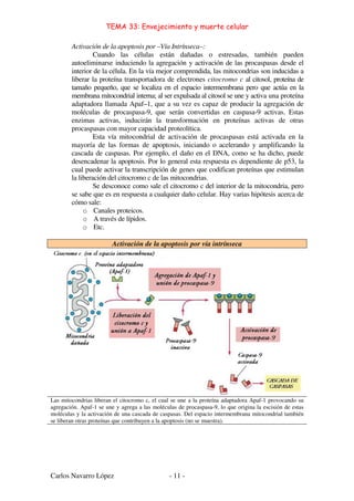 TEMA 33: Envejecimiento y muerte celular
Carlos Navarro López - 11 -
Activación de la apoptosis por –Vía Intrínseca–:
Cuando las células están dañadas o estresadas, también pueden
autoeliminarse induciendo la agregación y activación de las procaspasas desde el
interior de la célula. En la vía mejor comprendida, las mitocondrias son inducidas a
liberar la proteína transportadora de electrones citocromo c al citosol, proteína de
tamaño pequeño, que se localiza en el espacio intermembrana pero que actúa en la
membrana mitocondrial interna; al ser expulsada al citosol se une y activa una proteína
adaptadora llamada Apaf–1, que a su vez es capaz de producir la agregación de
moléculas de procaspasa-9, que serán convertidas en caspasa-9 activas. Estas
enzimas activas, inducirán la transformación en proteínas activas de otras
procaspasas con mayor capacidad proteolítica.
Esta vía mitocondrial de activación de procaspasas está activada en la
mayoría de las formas de apoptosis, iniciando o acelerando y amplificando la
cascada de caspasas. Por ejemplo, el daño en el DNA, como se ha dicho, puede
desencadenar la apoptosis. Por lo general esta respuesta es dependiente de p53, la
cual puede activar la transcripción de genes que codifican proteínas que estimulan
la liberación del citocromo c de las mitocondrias.
Se desconoce como sale el citocromo c del interior de la mitocondria, pero
se sabe que es en respuesta a cualquier daño celular. Hay varias hipótesis acerca de
cómo sale:
o Canales proteicos.
o A través de lípidos.
o Etc.
Activación de la apoptosis por vía intrínseca
Las mitocondrias liberan el citocromo c, el cual se une a la proteína adaptadora Apaf-1 provocando su
agregación. Apaf-1 se une y agrega a las moléculas de procaspasa-9, lo que origina la escisión de estas
moléculas y la activación de una cascada de caspasas. Del espacio intermembrana mitocondrial también
se liberan otras proteínas que contribuyen a la apoptosis (no se muestra).
 