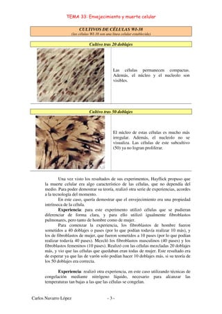 TEMA 33: Envejecimiento y muerte celular
Carlos Navarro López - 3 -
CULTIVOS DE CÉLULAS WI-38
(las células WI-38 son una línea celular establecida)
Cultivo tras 20 doblajes
Las células permanecen compactas.
Además, el núcleo y el nucleolo son
visibles.
Cultivo tras 50 doblajes
El núcleo de estas células es mucho más
irregular. Además, el nucleolo no se
visualiza. Las células de este subcultivo
(50) ya no logran proliferar.
Una vez visto los resultados de sus experimentos, Hayflick propuso que
la muerte celular era algo característico de las células, que no dependía del
medio. Para poder demostrar su teoría, realizó otra serie de experiencias, acordes
a la tecnología del momento.
En este caso, quería demostrar que el envejecimiento era una propiedad
intrínseca de la célula.
Experiencia: para este experimento utilizó células que se pudieran
diferenciar de forma clara, y para ello utilizó igualmente fibroblastos
pulmonares, pero tanto de hombre como de mujer.
Para comenzar la experiencia, los fibroblastos de hombre fueron
sometidos a 40 doblajes o pases (por lo que podían todavía realizar 10 más), y
los de fibroblastos de mujer, que fueron sometidos a 10 pases (por lo que podían
realizar todavía 40 pases). Mezcló los fibroblastos masculinos (40 pases) y los
fibroblastos femeninos (10 pases). Realizó con las células mezcladas 20 doblajes
más, y vio que las células que quedaban eran todas de mujer. Este resultado era
de esperar ya que las de varón solo podían hacer 10 doblajes más, si su teoría de
los 50 doblajes era correcta.
Experiencia: realizó otra experiencia, en este caso utilizando técnicas de
congelación mediante nitrógeno líquido, necesario para alcanzar las
temperaturas tan bajas a las que las células se congelan.
 