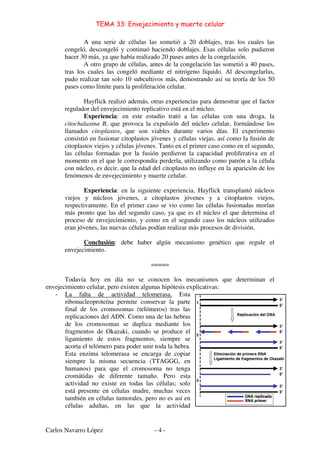 TEMA 33: Envejecimiento y muerte celular
Carlos Navarro López - 4 -
A una serie de células las sometió a 20 doblajes, tras los cuales las
congeló, descongeló y continuó haciendo doblajes. Esas células solo pudieron
hacer 30 más, ya que había realizado 20 pases antes de la congelación.
A otro grupo de células, antes de la congelación las sometió a 40 pases,
tras los cuales las congeló mediante el nitrógeno líquido. Al descongelarlas,
pudo realizar tan solo 10 subcultivos más, demostrando así su teoría de los 50
pases como límite para la proliferación celular.
Hayflick realizó además, otras experiencias para demostrar que el factor
regulador del envejecimiento replicativo está en el núcleo.
Experiencia: en este estudio trató a las células con una droga, la
citochalasina B, que provoca la expulsión del núcleo celular, formándose los
llamados citoplastos, que son viables durante varios días. El experimento
consistió en fusionar citoplastos jóvenes y células viejas, así como la fusión de
citoplastos viejos y células jóvenes. Tanto en el primer caso como en el segundo,
las células formadas por la fusión perdieron la capacidad proliferativa en el
momento en el que le correspondía perderla, utilizando como patrón a la célula
con núcleo, es decir, que la edad del citoplasto no influye en la aparición de los
fenómenos de envejecimiento y muerte celular.
Experiencia: en la siguiente experiencia, Hayflick transplantó núcleos
viejos y núcleos jóvenes, a citoplastos jóvenes y a citoplastos viejos,
respectivamente. En el primer caso se vio como las células fusionadas morían
más pronto que las del segundo caso, ya que es el núcleo el que determina el
proceso de envejecimiento, y como en el segundo caso los núcleos utilizados
eran jóvenes, las nuevas células podían realizar más procesos de división.
Conclusión: debe haber algún mecanismo genético que regule el
envejecimiento.
=====
Todavía hoy en día no se conocen los mecanismos que determinan el
envejecimiento celular, pero existen algunas hipótesis explicativas:
- La falta de actividad telomerasa. Esta
ribonucleoproteína permite conservar la parte
final de los cromosomas (telómeros) tras las
replicaciones del ADN. Como una de las hebras
de los cromosomas se duplica mediante los
fragmentos de Okazaki, cuando se produce el
ligamiento de estos fragmentos, siempre se
acorta el telómero para poder unir toda la hebra.
Esta enzima telomerasa se encarga de copiar
siempre la misma secuencia (TTAGGG, en
humanos) para que el cromosoma no tenga
cromátidas de diferente tamaño. Pero esta
actividad no existe en todas las células; solo
está presente en células madre, muchas veces
también en células tumorales, pero no es así en
células adultas, en las que la actividad
 