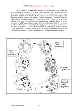 TEMA 33: Envejecimiento y muerte celular
Carlos Navarro López - 6 -
Por el contrario, la apoptosis, depende de las caspasas, una familia de
proteasas. Éstas se sintetizan en la célula como precursores inactivos o procaspasas,
las cuales son activadas generalmente por otras caspasas, generando una cascada
proteolítica amplificadora. Algunas de las caspasas activadas escinden después otras
proteínas clave de la célula. Por ejemplo, caspasas fragmentan las laminas nucleares
provocando la rotura irreversible de la lámina densa; otras escinden una proteína que
habitualmente mantiene inhibida una enzima que degrada el DNA (una DNAsa),
liberando así la DNAsa que fragmentará el DNA del núcleo de la célula. De esta forma,
la célula se desmantela a sí misma rápida y limpiamente (se encoge el citoplasma, se
condensa la cromatina…), y su cadáver enseguida es capturado y digerido por otra
célula, evitándose la inflamación del tejido, y favoreciéndose el reciclaje de los
componentes celulares, ya que la célula forma los cuerpos apoptóticos (vesículas).
 