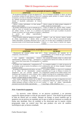 TEMA 33: Envejecimiento y muerte celular
Carlos Navarro López - 7 -
Características generales de muerte celular:
APOPTOSIS NECROSIS
- Es un proceso fisiológico, ya que son algunas de
las proteínas celulares las que marcan el inicio de
ese proceso, así como su velocidad, la finalización,
etc. Además, este proceso tiene lugar por ejemplo,
durante el desarrollo embrionario, de forma
necesaria.
- Es un fenómeno accidental, es decir, un factor
cualquiera puede producir la muerte celular por
necrosis.
- Afecta a células individuales, no tiene porque
afectar a todo el tejido.
- Afecta a grupos de células porque comparten el
daño, al estar en el mismo tejido.
- No produce inflamación ya que el contenido de la
célula se vierte en vesículas que son absorbidas
por células vecinas, es decir, no se producen
vertidos al exterior, por lo que además no requiere
la acción de células especializadas
(macrófagos…).
- Como la muerte por necrosis libera vertidos,
requiere la presencia de células especializadas que
los fagociten, con lo que se produce un proceso
inflamatorio.
- Como la muerte celular por apoptosis no requiere
de células especializadas, y además afecta a
células individuales, no produce alteración ni de la
estructura tisular, ni de la función que desempeña.
- Debido a que por necrosis mueren muchas
células a la vez, se altera la estructura del tejido,
que a su vez hace que se modifique la función del
mismo, y a veces, hasta la función del órgano,
incluso.
Características morfológicas de muerte celular:
APOPTOSIS NECROSIS
- Disminución del volumen celular, tanto del
citoplasma, como del núcleo.
- Como consecuencia del aumento de la
permeabilidad y de la entrada de agua, aumentará
el volumen celular.
- Los orgánulos (mitocondrias, retículo
endoplasmático, aparato de Golgi…) permanecen
más o menos bien conservados. El citoesqueleto se
colapsa.
- Este aumento del tamaño celular va a alterar toda
la organización interna de la célula, así como a los
orgánulos.
- Se produce una condensación y marginación de
la cromatina, ya que se asocia a la carioteca y a la
membrana nuclear.
- La cromatina también va a sufrir un proceso de
condensación, pero de forma irregular, formando
grumos mal definidos.
- Se produce la fragmentación del núcleo, así como
de la célula en los denominados cuerpos
apoptóticos, que son vesículas rodeadas de
membrana que contienen los restos celulares, para
un mejor aprovechamiento y reciclaje de los
mismos, evitando además los daños tisulares.
- Se produce también la rotura de la membrana
plasmática por lo que se liberan al exterior los
componentes celulares de las células muertas. Esto
impide el reciclaje de los componentes celulares, y
además desencadena un proceso inflamatorio.
- Esos cuerpos apoptóticos (restos de la célula
muerta) van a ser ingeridos (fagocitados) por las
células hermanas (vecinas), es decir, no va a ser
necesaria la acción de células especializadas.
- Será necesario, por tanto, la fagocitosis de estos
componentes liberados al medio extracelular, que
correrá a cargo de células especializadas
(macrófagos, células dendríticas, etc.).
33.4.- Control de la apoptosis.
La necrosis, como dijimos, es un proceso accidental, y no presenta
regulación alguna porque se trata de una muerte “pasiva”. Este hecho ha provocado
la falta de interés por su estudio. Durante un tiempo se pensó también que la
apoptosis era un proceso no regulado, por lo que se tardó en comenzar su estudio de
forma más detallada. Pero en realidad se ha observado que la muerte celular
programada sigue un control muy fino que produce esa serie de cambios
morfológicos que ya hemos estudiado.
 