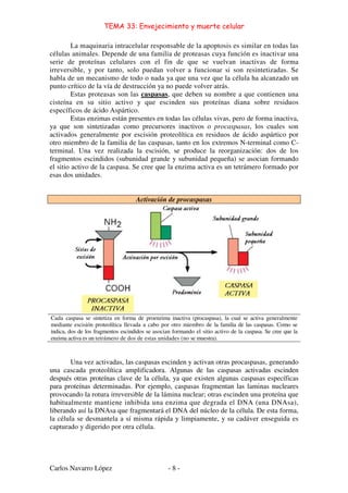TEMA 33: Envejecimiento y muerte celular
Carlos Navarro López - 8 -
La maquinaria intracelular responsable de la apoptosis es similar en todas las
células animales. Depende de una familia de proteasas cuya función es inactivar una
serie de proteínas celulares con el fin de que se vuelvan inactivas de forma
irreversible, y por tanto, solo puedan volver a funcionar si son resintetizadas. Se
habla de un mecanismo de todo o nada ya que una vez que la célula ha alcanzado un
punto crítico de la vía de destrucción ya no puede volver atrás.
Estas proteasas son las caspasas, que deben su nombre a que contienen una
cisteína en su sitio activo y que escinden sus proteínas diana sobre residuos
específicos de ácido Aspártico.
Estas enzimas están presentes en todas las células vivas, pero de forma inactiva,
ya que son sintetizadas como precursores inactivos o procaspasas, los cuales son
activados generalmente por escisión proteolítica en residuos de ácido aspártico por
otro miembro de la familia de las caspasas, tanto en los extremos N-terminal como C-
terminal. Una vez realizada la escisión, se produce la reorganización: dos de los
fragmentos escindidos (subunidad grande y subunidad pequeña) se asocian formando
el sitio activo de la caspasa. Se cree que la enzima activa es un tetrámero formado por
esas dos unidades.
Activación de procaspasas
Cada caspasa se sintetiza en forma de proenzima inactiva (procaspasa), la cual se activa generalmente
mediante escisión proteolítica llevada a cabo por otro miembro de la familia de las caspasas. Como se
indica, dos de los fragmentos escindidos se asocian formando el sitio activo de la caspasa. Se cree que la
enzima activa es un tetrámero de dos de estas unidades (no se muestra).
Una vez activadas, las caspasas escinden y activan otras procaspasas, generando
una cascada proteolítica amplificadora. Algunas de las caspasas activadas escinden
después otras proteínas clave de la célula, ya que existen algunas caspasas específicas
para proteínas determinadas. Por ejemplo, caspasas fragmentan las laminas nucleares
provocando la rotura irreversible de la lámina nuclear; otras escinden una proteína que
habitualmente mantiene inhibida una enzima que degrada el DNA (una DNAsa),
liberando así la DNAsa que fragmentará el DNA del núcleo de la célula. De esta forma,
la célula se desmantela a sí misma rápida y limpiamente, y su cadáver enseguida es
capturado y digerido por otra célula.
 