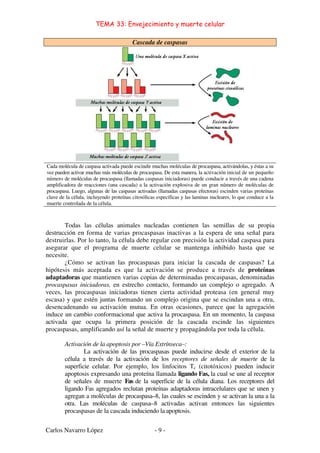 TEMA 33: Envejecimiento y muerte celular
Carlos Navarro López - 9 -
Cascada de caspasas
Cada molécula de caspasa activada puede escindir muchas moléculas de procaspasa, activándolas, y éstas a su
vez pueden activar muchas más moléculas de procaspasa. De esta manera, la activación inicial de un pequeño
número de moléculas de procaspasa (llamadas caspasas iniciadoras) puede conducir a través de una cadena
amplificadora de reacciones (una cascada) a la activación explosiva de un gran número de moléculas de
procaspasa. Luego, algunas de las caspasas activadas (llamadas caspasas efectoras) escinden varias proteínas
clave de la célula, incluyendo proteínas citosólicas específicas y las laminas nucleares, lo que conduce a la
muerte controlada de la célula.
Todas las células animales nucleadas contienen las semillas de su propia
destrucción en forma de varias procaspasas inactivas a la espera de una señal para
destruirlas. Por lo tanto, la célula debe regular con precisión la actividad caspasa para
asegurar que el programa de muerte celular se mantenga inhibido hasta que se
necesite.
¿Cómo se activan las procaspasas para iniciar la cascada de caspasas? La
hipótesis más aceptada es que la activación se produce a través de proteínas
adaptadoras que mantienen varias copias de determinadas procaspasas, denominadas
procaspasas iniciadoras, en estrecho contacto, formando un complejo o agregado. A
veces, las procaspasas iniciadoras tienen cierta actividad proteasa (en general muy
escasa) y que estén juntas formando un complejo origina que se escindan una a otra,
desencadenando su activación mutua. En otras ocasiones, parece que la agregación
induce un cambio conformacional que activa la procaspasa. En un momento, la caspasa
activada que ocupa la primera posición de la cascada escinde las siguientes
procaspasas, amplificando así la señal de muerte y propagándola por toda la célula.
Activación de la apoptosis por –Vía Extrínseca–:
La activación de las procaspasas puede inducirse desde el exterior de la
célula a través de la activación de los receptores de señales de muerte de la
superficie celular. Por ejemplo, los linfocitos Tc (citotóxicos) pueden inducir
apoptosis expresando una proteína llamada ligando Fas, la cual se une al receptor
de señales de muerte Fas de la superficie de la célula diana. Los receptores del
ligando Fas agregados reclutan proteínas adaptadoras intracelulares que se unen y
agregan a moléculas de procaspasa–8, las cuales se escinden y se activan la una a la
otra. Las moléculas de caspasa–8 activadas activan entonces las siguientes
procaspasas de la cascada induciendo la apoptosis.
 