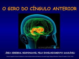 O GIRO DO CÍNGULO ANTERIOR
ÁREA CEREBRAL RESPONSAVEL PELO ENVELHECIMENTO SAUDÁVEL!
Anterior Cingulate Activation Is Related to a Positivity Bias and Emotional Stability in Successful Aging" Biological Psychiatry, Volume 70, Number 2 (July 1, 2011)
 