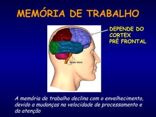 MEMÓRIA DE TRABALHO
DEPENDE DO
CORTEX
PRÉ FRONTAL
A memória de trabalho declina com o envelhecimento,
devido a mudanças na velocidade de processamento e
da atenção
 