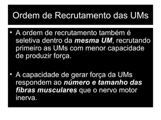 A ordem de recrutamento também é seletiva dentro da  mesma UM , recrutando primeiro as UMs com menor capacidade de produzir força. A capacidade de gerar força da UMs respondem ao  número e tamanho das fibras musculares  que o nervo motor inerva. Ordem de Recrutamento das UMs 