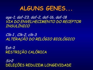 ALGUNS GENES...
age-1; daf-23; daf-2, daf-16, daf-18
VIA DO ENVELHECIMENTO DO RECEPTOR
INSULÍNICO
Clk-1 , Clk-2, clk-3
ALTERAÇÃO DO RELÓGIO BIOLÓGICO
Eat-2
RESTRIÇÃO CALÓRICA
Sir2
DELEÇÕES REDUZEM LONGEVIDADE
 