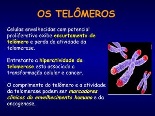 OS TELÔMEROS
Celulas envelhecidas com potencial
proliferativo exibe encurtamento de
telômero e perda da atividade da
telomerase.
Entretanto a hiperatividade da
telomerase esta associada a
transformação celular e cancer.
O comprimento do telômero e a atividade
da telomerase podem ser marcadores
clinicos do envelhecimento humano e da
oncogenese.
 
