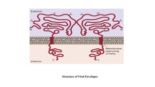 Enveloped and Non Enveloped Viruses.pptx