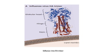 Enveloped and Non Enveloped Viruses.pptx