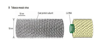 Enveloped and Non Enveloped Viruses.pptx