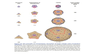 Enveloped and Non Enveloped Viruses.pptx
