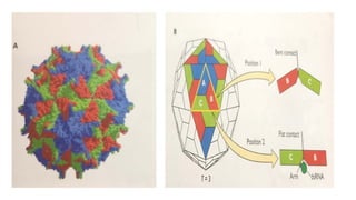 Enveloped and Non Enveloped Viruses.pptx