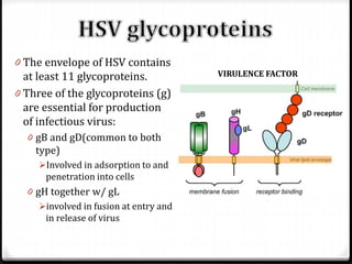0 The envelope of HSV contains

at least 11 glycoproteins.
0 Three of the glycoproteins (g)
are essential for production
of infectious virus:
0 gB and gD(common to both

type)
Involved in adsorption to and

penetration into cells

0 gH together w/ gL
involved in fusion at entry and
in release of virus

VIRULENCE FACTOR

 
