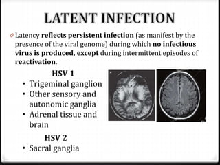 0 Latency reflects persistent infection (as manifest by the

presence of the viral genome) during which no infectious
virus is produced, except during intermittent episodes of
reactivation.

HSV 1
• Trigeminal ganglion
• Other sensory and
autonomic ganglia
• Adrenal tissue and
brain
HSV 2
• Sacral ganglia

 