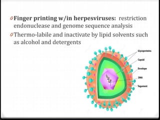 0 Finger printing w/in herpesviruses: restriction
endonuclease and genome sequence analysis

0 Thermo-labile and inactivate by lipid solvents such
as alcohol and detergents

 