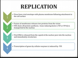 1
2
3
4

• Virus fuses viral envelope with plasma membrane following attachment to
the cell surface

• Fusion of membranes releases two proteins from the virion
• VHS shuts off protein synthesis; -trans-inducing factor (-TIF or VP16) is
transported to the nucleus

• Viral DNA is released from the capsid at the nuclear pore into the nucleus
and immediately circularizes

• Transcription of genes by cellular enzymes is induced by -TIF.

 