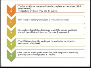 5
6
7
8
9

• The five mRNAs are transported into the cytoplasm and translated (filled
polyribosome)
• The proteins are transported into the nucleus

• New round of transcription results in synthesis of proteins.

• Chromatin is degraded and displaced toward the nuclear membrane;
nucleoli (round hatched structures) become disaggregated.

• Viral DNA is replicated by a rolling circle mechanism, which yields
concatemers of viral DNA.

• New round of transcription-translation yields the proteins, consisting
primarily of structural proteins of the virus.

 