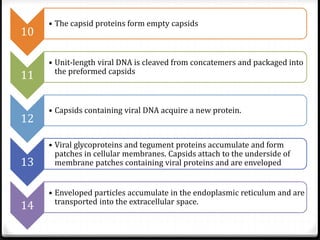 10
11
12
13
14

• The capsid proteins form empty capsids

• Unit-length viral DNA is cleaved from concatemers and packaged into
the preformed capsids

• Capsids containing viral DNA acquire a new protein.

• Viral glycoproteins and tegument proteins accumulate and form
patches in cellular membranes. Capsids attach to the underside of
membrane patches containing viral proteins and are enveloped
• Enveloped particles accumulate in the endoplasmic reticulum and are
transported into the extracellular space.

 