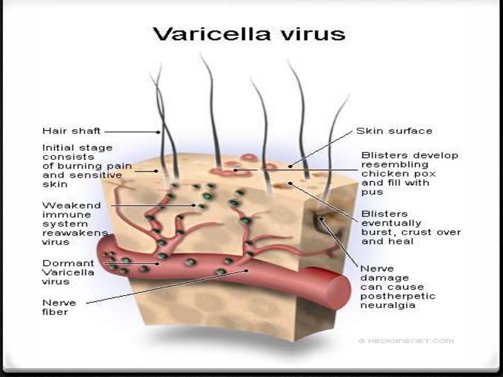 Enveloped dna viruses alpha and hhv6