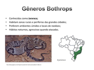 •    Conhecidas como Jararaca;
•    Habitam zonas rurais e periferias das grandes cidades;
•    Preferem ambientes úmidos e locais de roedoes;
•    Hábitos noturnos, agressivas quando atacadas.




http://www.google.com.br/imgres?q=picada+de+cobra+jararaca&start=10&num=
 