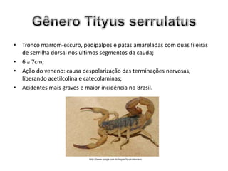 • Tronco marrom-escuro, pedipalpos e patas amareladas com duas fileiras
  de serrilha dorsal nos últimos segmentos da cauda;
• 6 a 7cm;
• Ação do veneno: causa despolarização das terminações nervosas,
  liberando acetilcolina e catecolaminas;
• Acidentes mais graves e maior incidência no Brasil.




                           http://www.google.com.br/imgres?q=picada+de+c
 