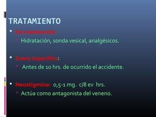 TRATAMIENTO
 De mantención:
 Hidratación, sonda vesical, analgésicos.
 Suero específico:
 Antes de 10 hrs. de ocurrido el accidente.
 Neostigmina: 0,5-1 mg. c/8 ev hrs.
 Actúa como antagonista del veneno.
 
