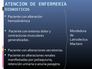 ATENCION DE ENFERMERIA
DIGNOSTICOS
 Paciente con alteración
hemodinámica
 Paciente con extenso dolor y
contracturas musculares
generalizadas .
 Paciente con alteraciones secretorias.
 Paciente en alteraciones renales
manifestadas por poliaquiuria,
retención urinaria o anuria pasajera.
Mordedura
de
Latrodectus
Mactans
 