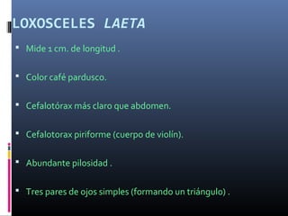 LOXOSCELES LAETA
 Mide 1 cm. de longitud .
 Color café pardusco.
 Cefalotórax más claro que abdomen.
 Cefalotorax piriforme (cuerpo de violín).
 Abundante pilosidad .
 Tres pares de ojos simples (formando un triángulo) .
 