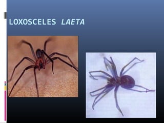 LOXOSCELES LAETA
 