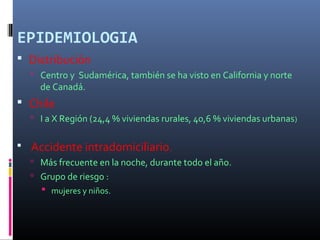 EPIDEMIOLOGIA
 Distribución
 Centro y Sudamérica, también se ha visto en California y norte
de Canadá.
 Chile
 I a X Región (24,4 % viviendas rurales, 40,6 % viviendas urbanas)
 Accidente intradomiciliario.
 Más frecuente en la noche, durante todo el año.
 Grupo de riesgo :
 mujeres y niños.
 