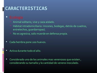 CARACTERISTICAS
 Ecología
 Animal solitario, vive y caza aislado.
 Hábitat intradomiciliario: rincones, bodegas, detrás de cuadros,
entretechos, guardarropas).
 No es agresiva, solo muerde en defensa propia.
 Cada hembra pone 200 huevos.
 Activa durante todo el año.
 Considerado uno de los animales mas venenosos que existen ,
considerando su tamaño y la cantidad de veneno inoculado.
 