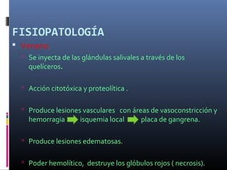 FISIOPATOLOGÍA
 Veneno
 Se inyecta de las glándulas salivales a través de los
quelíceros.
 Acción citotóxica y proteolítica .
 Produce lesiones vasculares con áreas de vasoconstricción y
hemorragia isquemia local placa de gangrena.
 Produce lesiones edematosas.
 Poder hemolítico, destruye los glóbulos rojos ( necrosis).
 