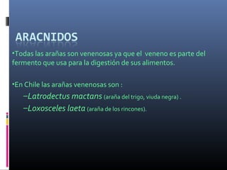 •Todas las arañas son venenosas ya que el veneno es parte del
fermento que usa para la digestión de sus alimentos.
•En Chile las arañas venenosas son :
–Latrodectus mactans (araña del trigo, viuda negra) .
–Loxosceles laeta (araña de los rincones).
 