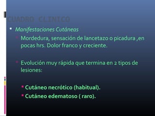CUADRO CLINICO
 Manifestaciones Cutáneas
 Mordedura, sensación de lancetazo o picadura ,en
pocas hrs. Dolor franco y creciente.
 Evolución muy rápida que termina en 2 tipos de
lesiones:
 Cutáneo necrótico (habitual).
 Cutáneo edematoso ( raro).
 