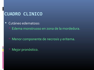 CUADRO CLINICO
 Cutáneo edematoso:
 Edema monstruoso en zona de la mordedura.
 Menor componente de necrosis y eritema.
 Mejor pronóstico.
 