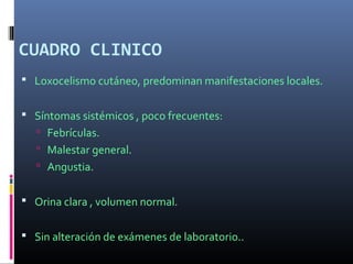 CUADRO CLINICO
 Loxocelismo cutáneo, predominan manifestaciones locales.
 Síntomas sistémicos , poco frecuentes:
 Febrículas.
 Malestar general.
 Angustia.
 Orina clara , volumen normal.
 Sin alteración de exámenes de laboratorio..
 