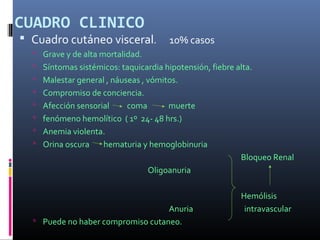 CUADRO CLINICO
 Cuadro cutáneo visceral. 10% casos
 Grave y de alta mortalidad.
 Síntomas sistémicos: taquicardia hipotensión, fiebre alta.
 Malestar general , náuseas , vómitos.
 Compromiso de conciencia.
 Afección sensorial coma muerte
 fenómeno hemolítico ( 1º 24- 48 hrs.)
 Anemia violenta.
 Orina oscura hematuria y hemoglobinuria
Bloqueo Renal
Oligoanuria
Hemólisis
Anuria intravascular
 Puede no haber compromiso cutaneo.
 