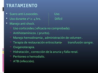 TRATAMIENTO
 Suero anti Loxoceles. Uso
 Uso durante 1º 2- 4 hrs. Difícil
 Manejo anti shock.
 Uso corticoides.( eficacia no comprobada).
 Antihistamínicos. ( prurito).
 Manejo hemodinamia , administración de volumen .
 Terapia de restauración eritrocitaria transfusión sangre.
 Oxigenoterapia.
 Hidratación , corrección de la anuria y falla renal.
 Peritoneo o hemodialis.
 ATB (infección).
 