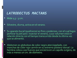 LATRODECTUS MACTANS
 Mide 1,5 - 3 cm.
 Silvestre, diurna, activa en el verano.
 Su aparato bucal (quelíceros) es fino y poderoso, con el cual logra
perforar la piel para inyectar el veneno, cuyo volumen está en
relación directa con el tiempo transcurrido desde la última vez
que se alimentó.
 Abdomen es globuloso de color negro aterciopelado, con
manchas de color rojo carmín en su extremo póstero-dorsal. La
hembra coloca 200 huevos que encierra en un capullo ovígero, de
más o menos un cm. de diámetro.
 